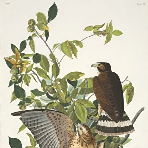 Buteo platypterus, broad-winged hawk
