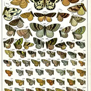 Butterflies and Moths, Plate 28, Geometrae, Fidoniidae, etc