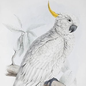 Cacatua galerita, sulphur-crested cockatoo
