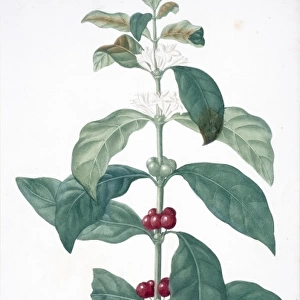 Cafier d arabic, coffee plant