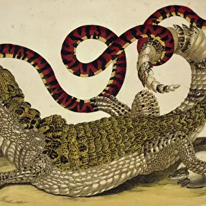 Caiman crocodilus crocodilus and Anilius scytale