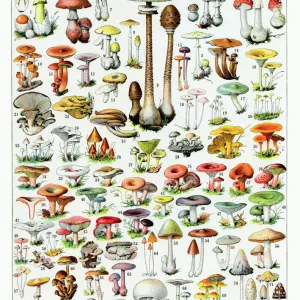 Prints of : Calendar 2019 Images