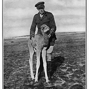 A camel foal with a British officer, WW1