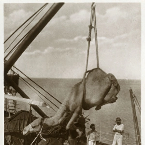 Camel being hoisted onto a ship, Aden