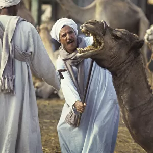 Camel traders Birqash, Cairo, Egypt