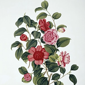 Camellia japonica, Japan rose