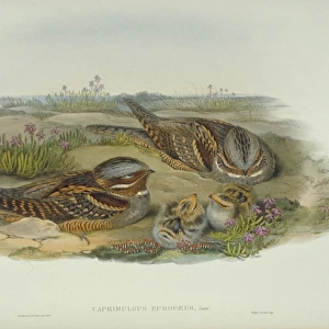Caprimulgus europaeus, European nightjar
