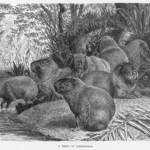 Capybara Print: South American Rodent