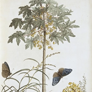 Carica papaya and Anagallis sp