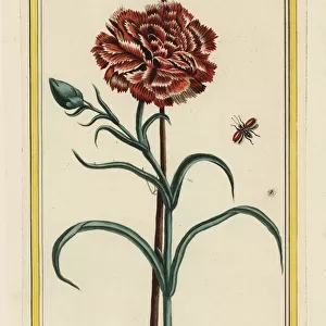Carnation, Dianthus caryophyllus