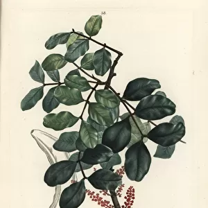 Carob tree or locust bean, Ceratonia siliqua
