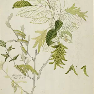 Carpinus betulus, hornbeam