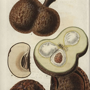 Caryocar nuciferum, fruit of the souari, pekea-nut