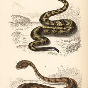 Cascabel rattlesnake and desert horned viper