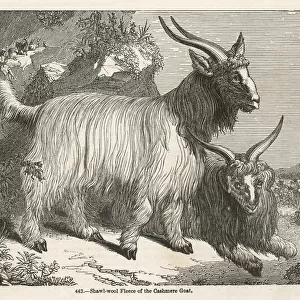 Cashmere Goat