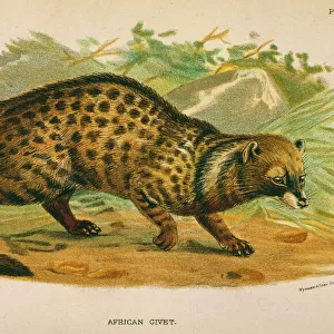 Viverridae Photographic Print Collection: African Civet