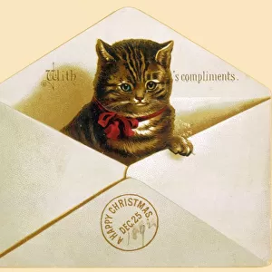 Cat in Envelope