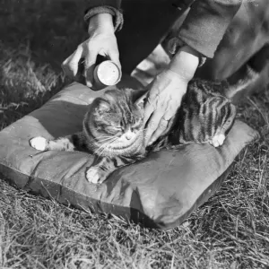Cat Flea