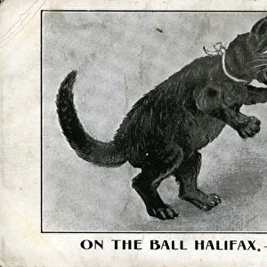 Cat Novelty Picture, Halifax Football Club, Yorkshire