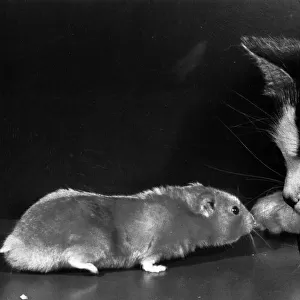 Cat and rat