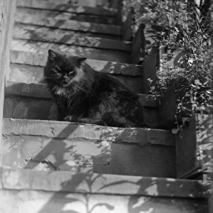 Cat on the Steps