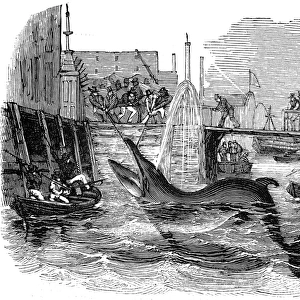 Catching a Whale off Deptford Pier, London, 1842