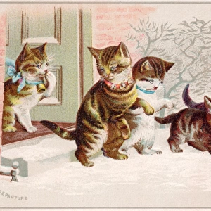 Five cats and kittens on a Christmas card