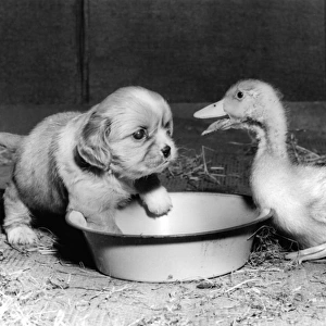 Cavalier King Charles Spaniel Pup and duckling