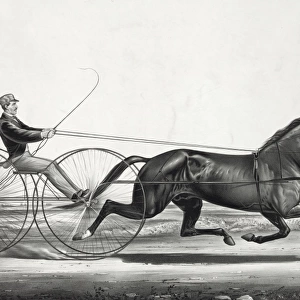 The celebrated trotting Stallion George Wilkes