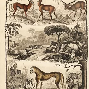 Cheetah hunting gazelle and impala
