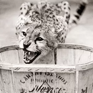 Cheetah in a zoo, eating, England, 1930s