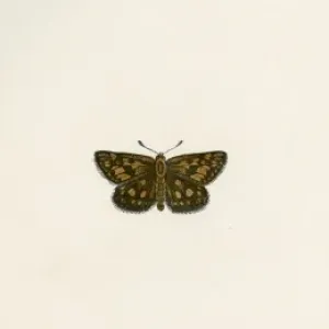 Chequered Skipper Print, 1845 Chequered Skipper Print, 1845