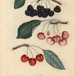 Cherry varieties, Prunus avium