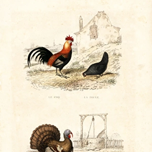 Chickens, wild turkey and guineafowl