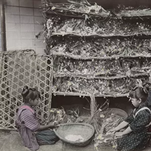 Children working with silk worms, Japan