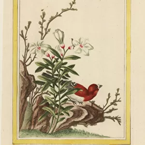 Chinese magnolia or dwarf magnolia, Magnolia nana