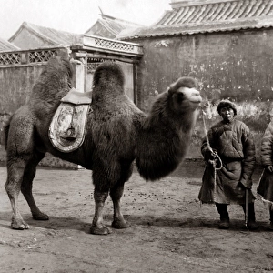 Two Chinese men and a camel, proably Peking, China circa 188