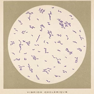 Cholera Vibrio