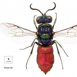 Chrysis rudii, ruby-tailed wasp
