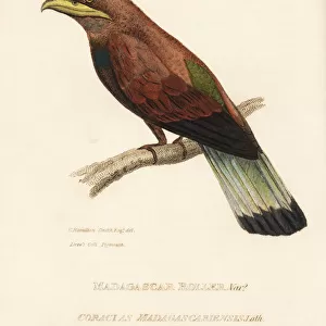 Rollers Poster Print Collection: Broad Billed Roller