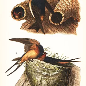 Cliff swallow and barn swallow