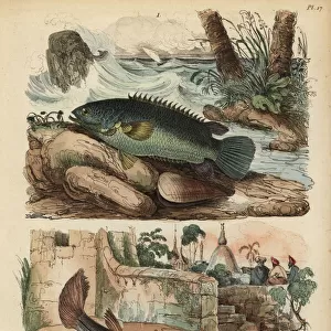 Climbing perch and four-eyed fish
