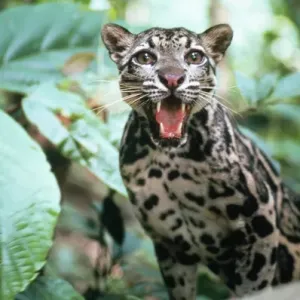 Clouded Leopard Print - Neofelis nebulosa, Nepal to South China Clouded Leopard Print - Neofelis nebulosa, Nepal to South China