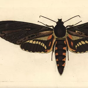 Cluentius sphinx moth, Neococytius cluentius