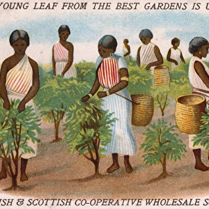 Co-operative Wholesale Societies - Women Picking Tea