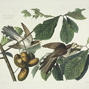 Coccyzus americanus, yellow-billed cuckoo