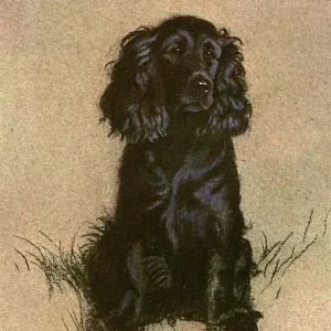 Cocker Spaniel Print by 1928, Shiny Black Coat Cocker Spaniel Print by 1928, Shiny Black Coat