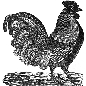 Cockerel, c. 1800