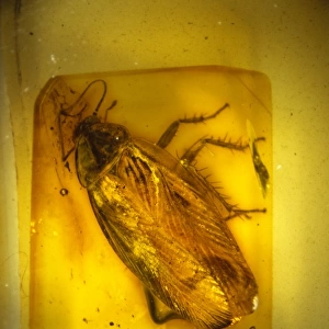 Cockroach in Baltic amber