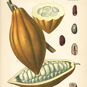 Cocoa or cacao bean, Theobroma cacao
